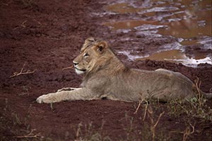 Lioness